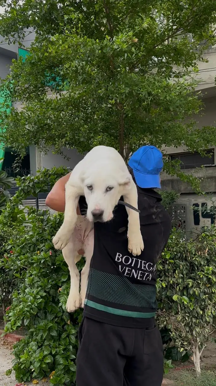 alabai | imported alabai | king alabai | white alabai | alabai female — photo 3