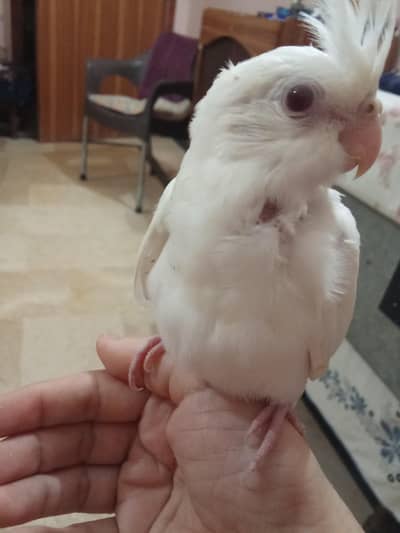 Hand tamed  Eno Cocktaile chick  for sale