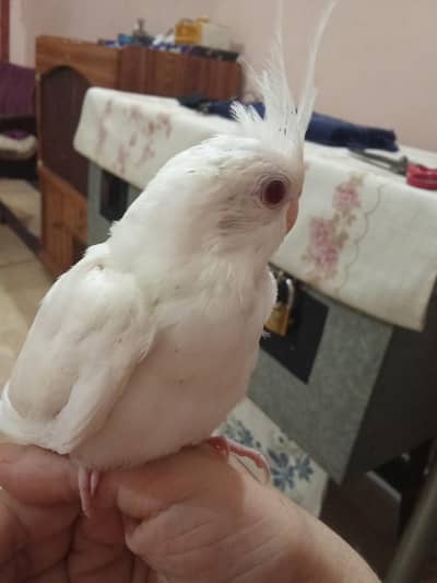Hand tamed  Eno Cocktaile chick  for sale