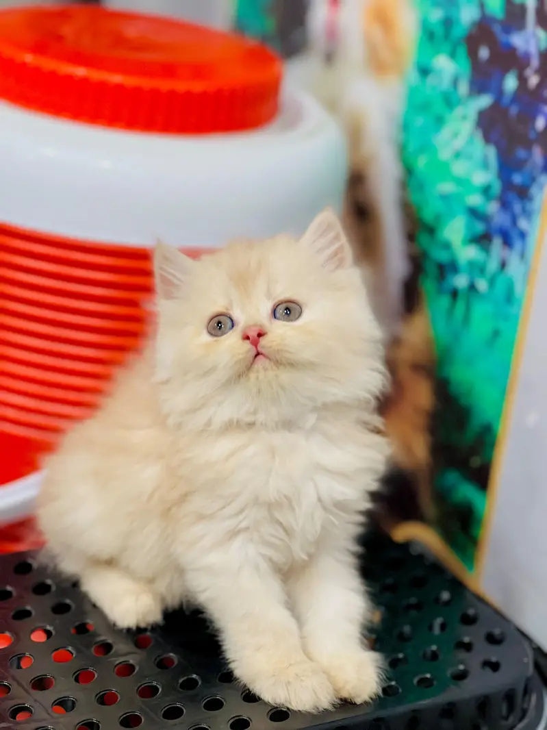 cash on delivery Persian Cats & Kittens Available — Healthy & Playful