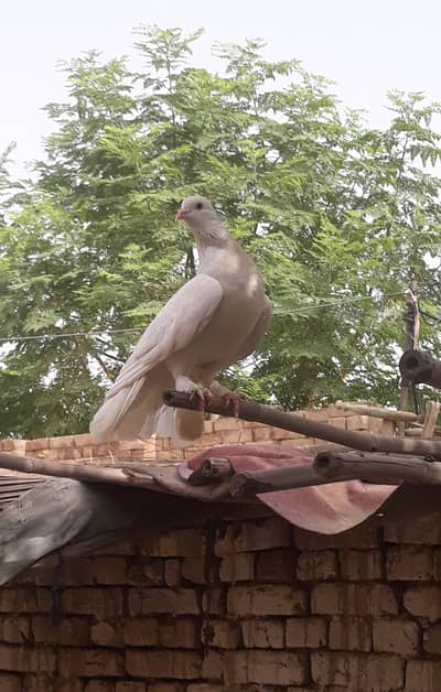 Pour white lucky (Brider pair)