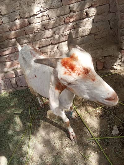 desi Sindhi Goat