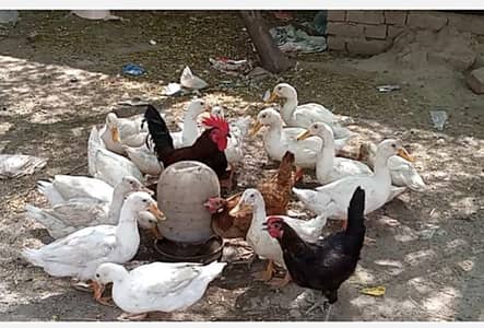 white ducks