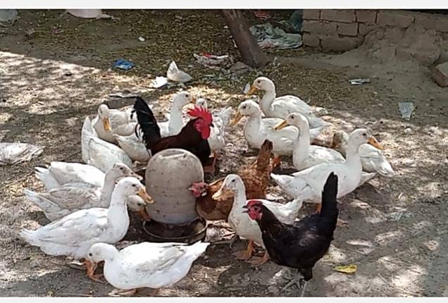 white ducks 0