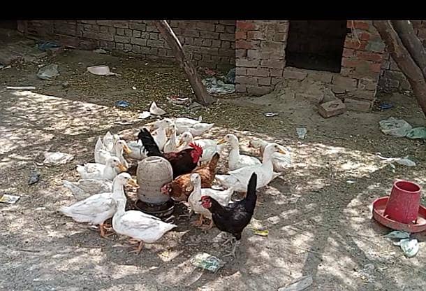 white ducks 1