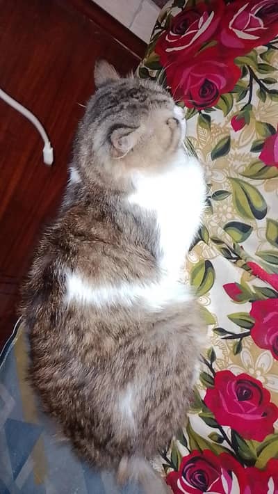Persian Male Cat