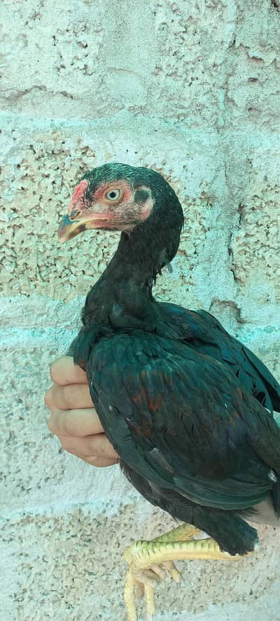 Aseel Mushka Lasani Chicks | Aseel hen | male | Female | For sale