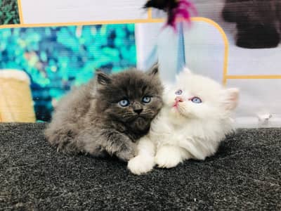 cash on delivery Persian Cats & Kittens Available — Healthy & Playful