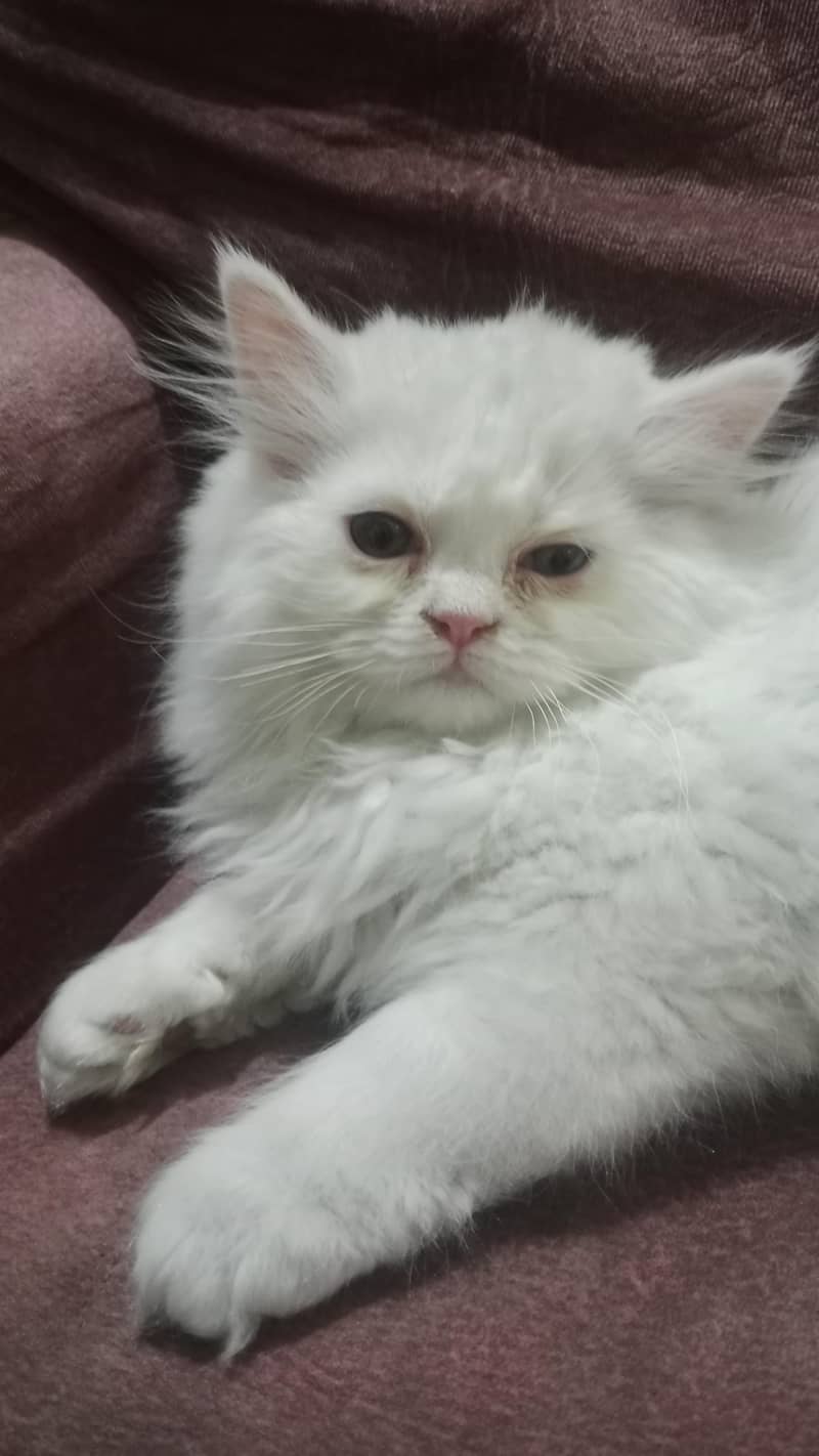 white kitten 1