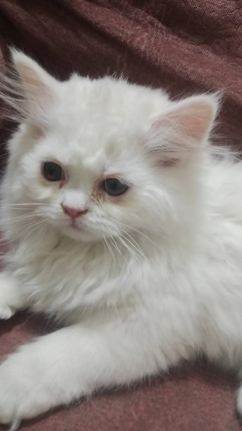 white kitten 2