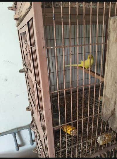 Yellow Ringneck Parrot Bredar Pair 100%