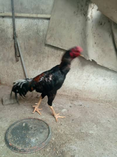 aseel shampoo