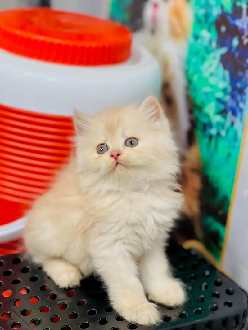 cash on delivery Persian Cats & Kittens Available — Healthy & Playful