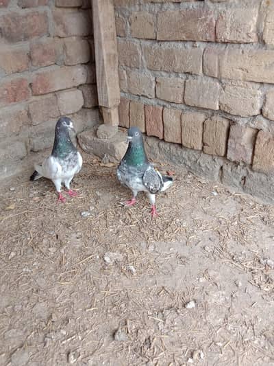 pigeon