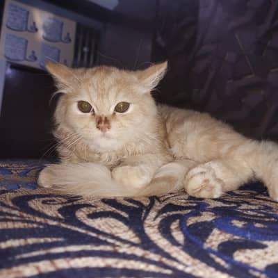 percian double coated male, vaccinated
