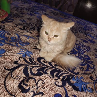 percian double coated male, vaccinated