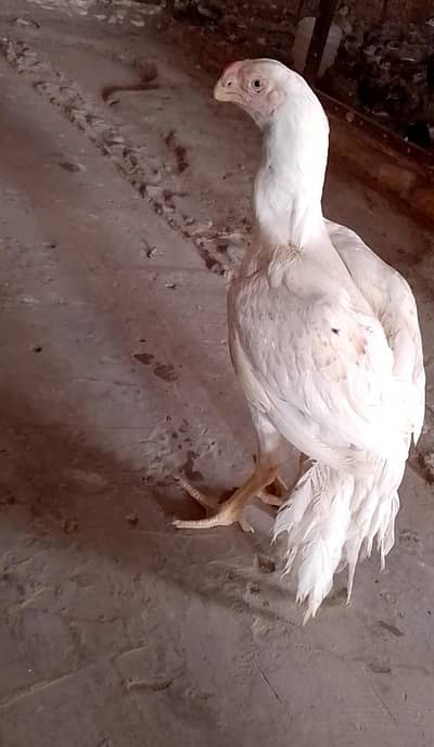 pure Indain Parrot Beak Long Tail male patha
