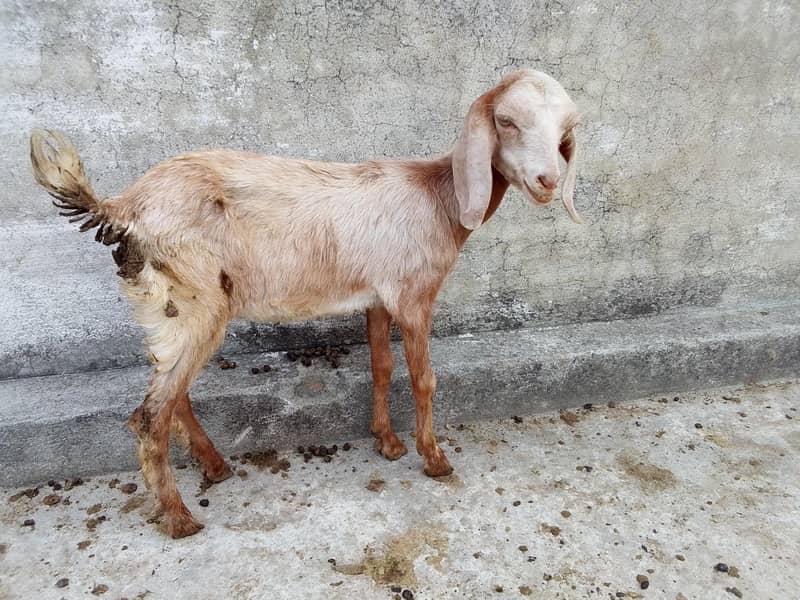 Female 0