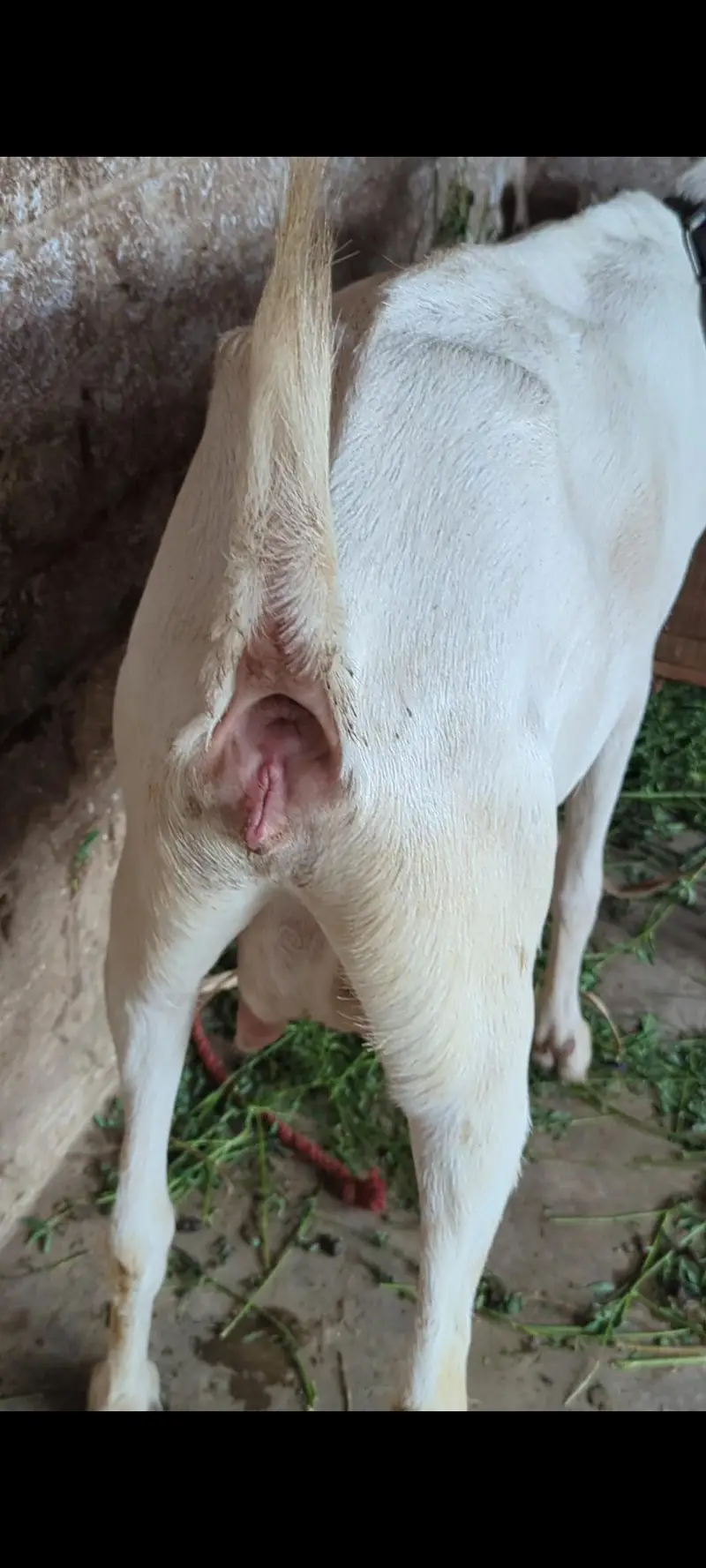 white gulabi teddy — photo 3