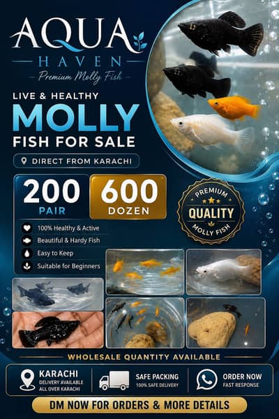 Molly fish for sale