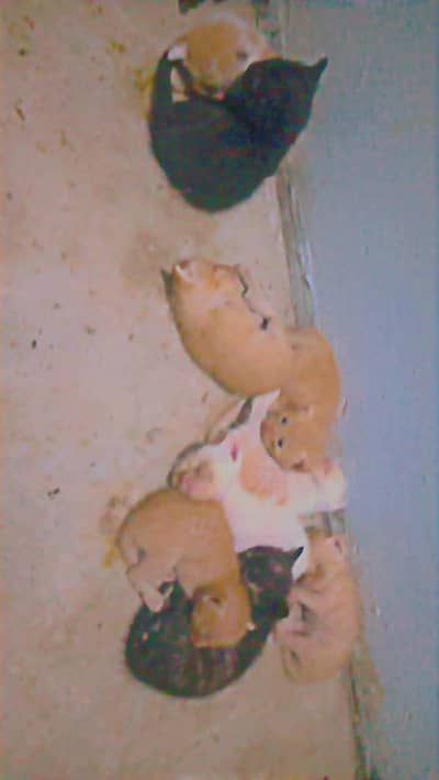 Persian cats
