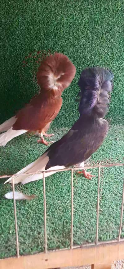 jacobin and jarman beauti