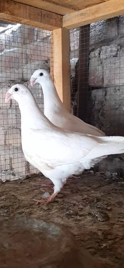 jacobin and jarman beauti