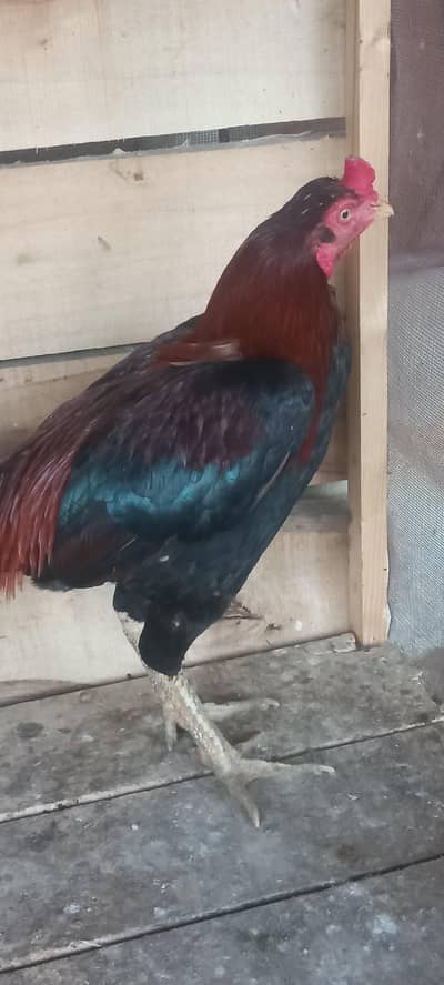 For sale 1 murga 4 murgi