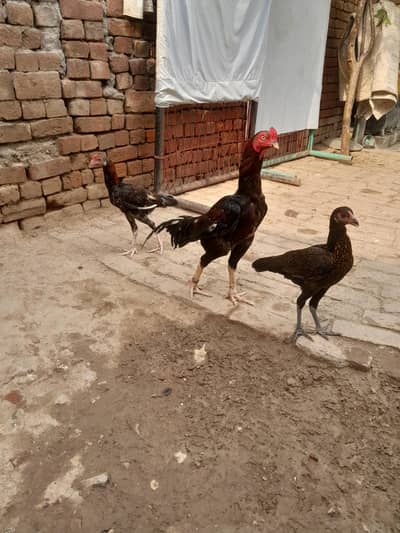 aseel murgha ur 2 murgiyan