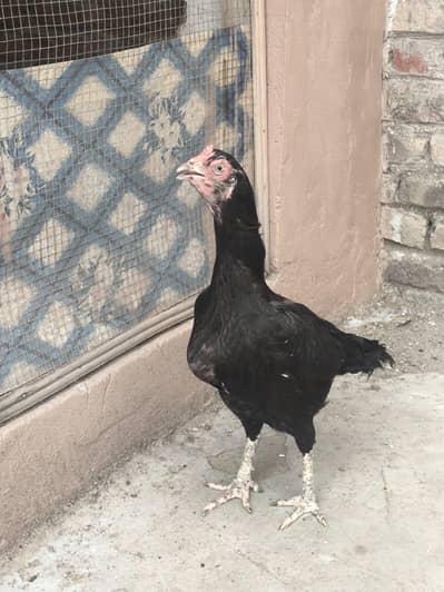 mushki aseel madi for sale breeder murghi