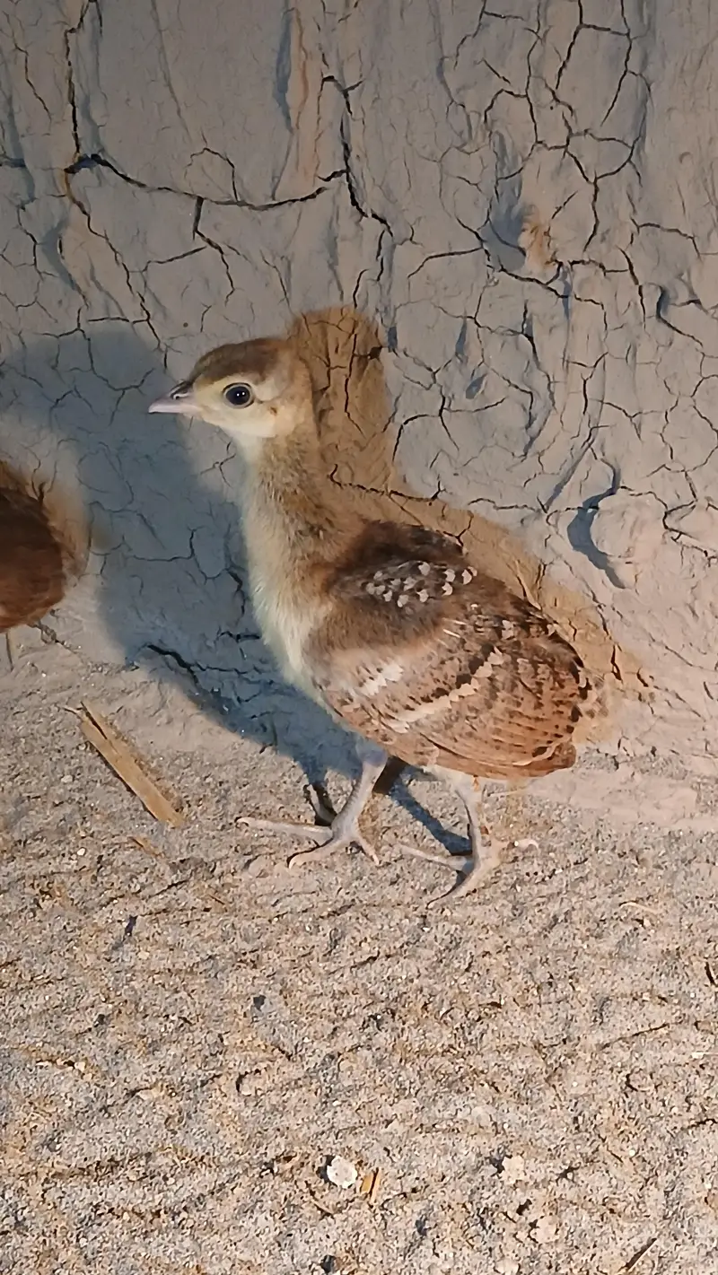 Black shoulder and blue shoulder peacocks Chicks active vaccinated — photo 2