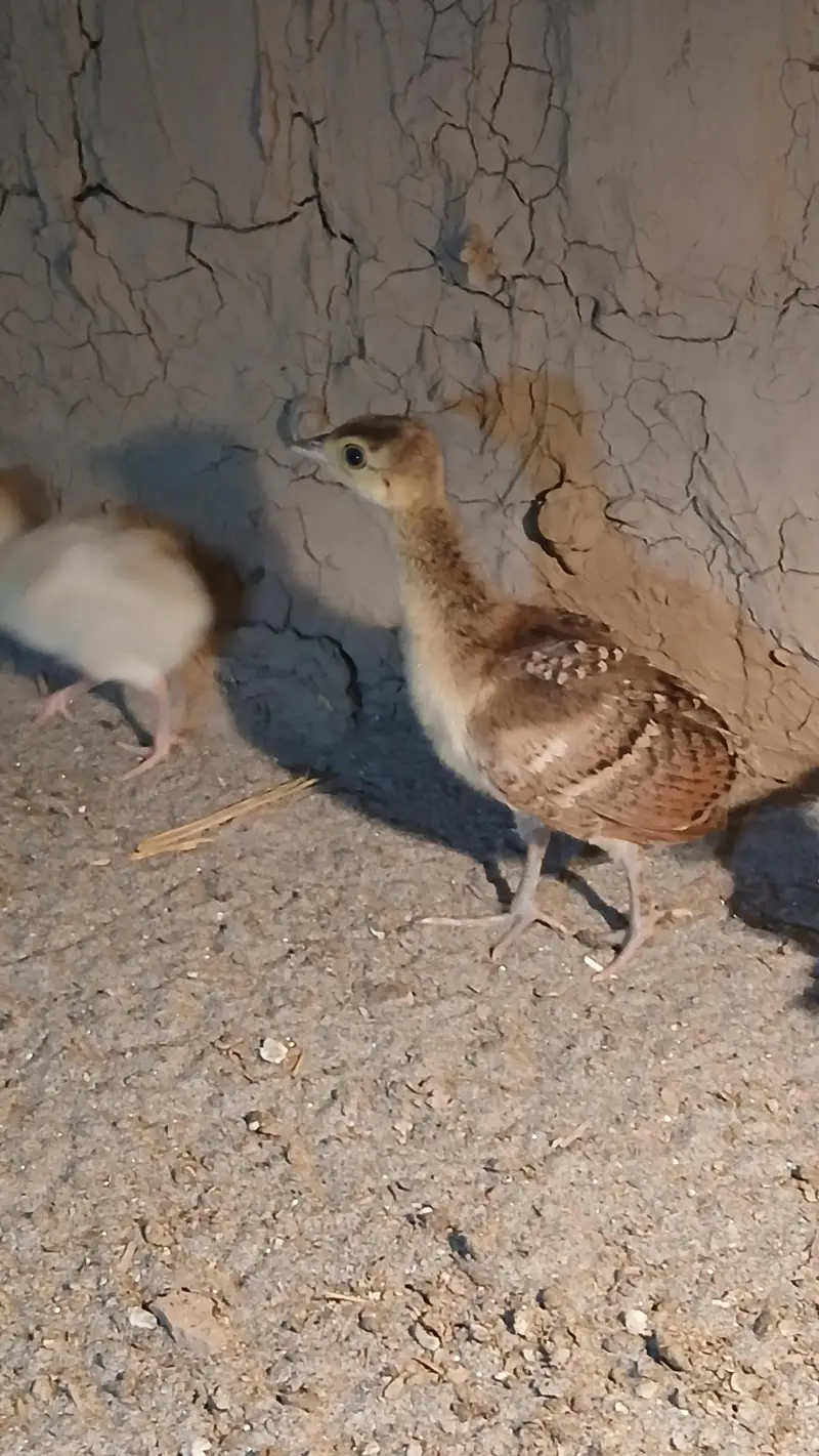 Black shoulder and blue shoulder peacocks Chicks active vaccinated — photo 3