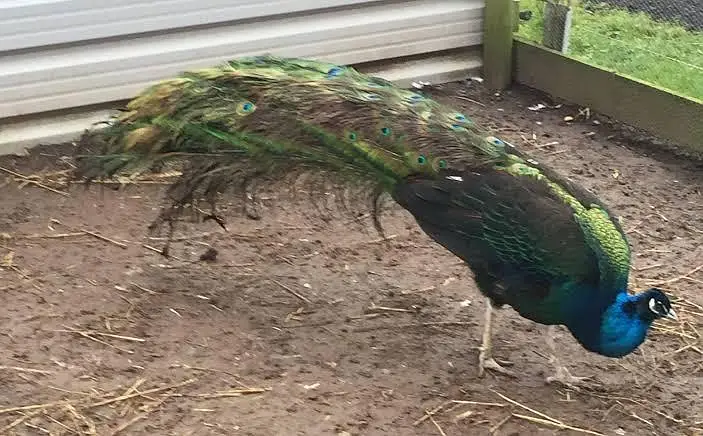 Black shoulder and blue shoulder peacocks Chicks active vaccinated — photo 4
