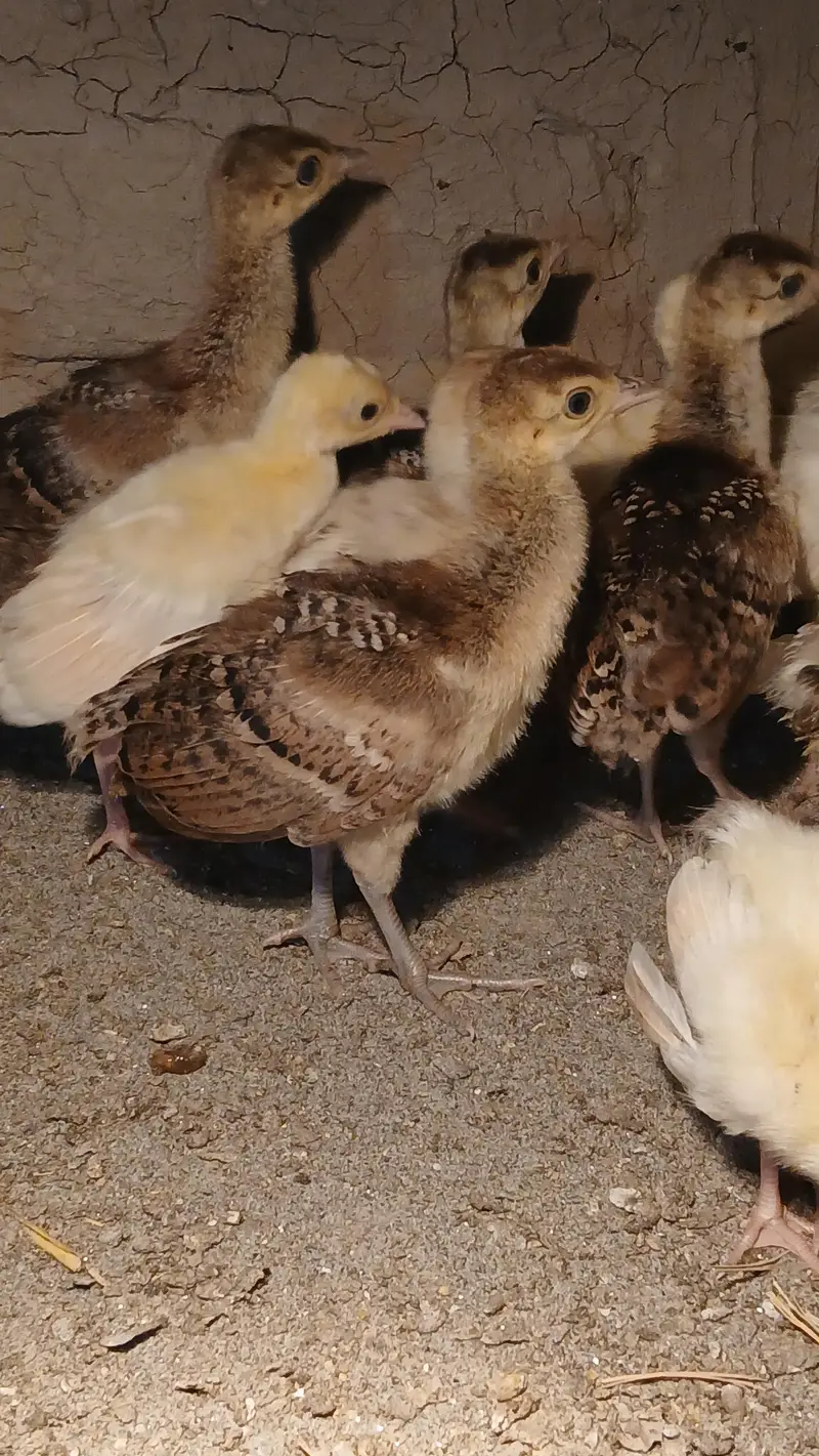 Black shoulder and blue shoulder peacocks Chicks active vaccinated — photo 5