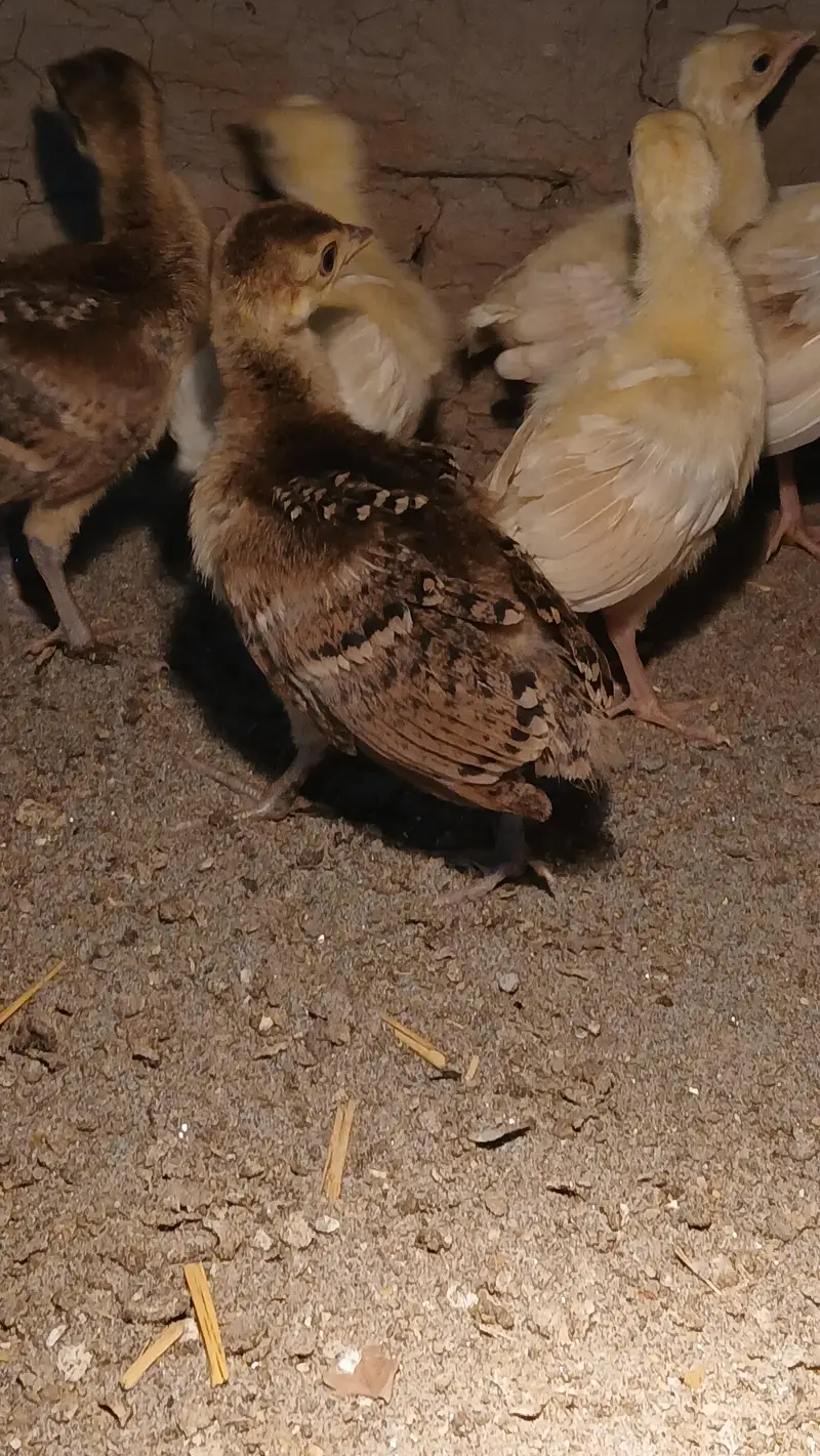 Black shoulder and blue shoulder peacocks Chicks active vaccinated — photo 8