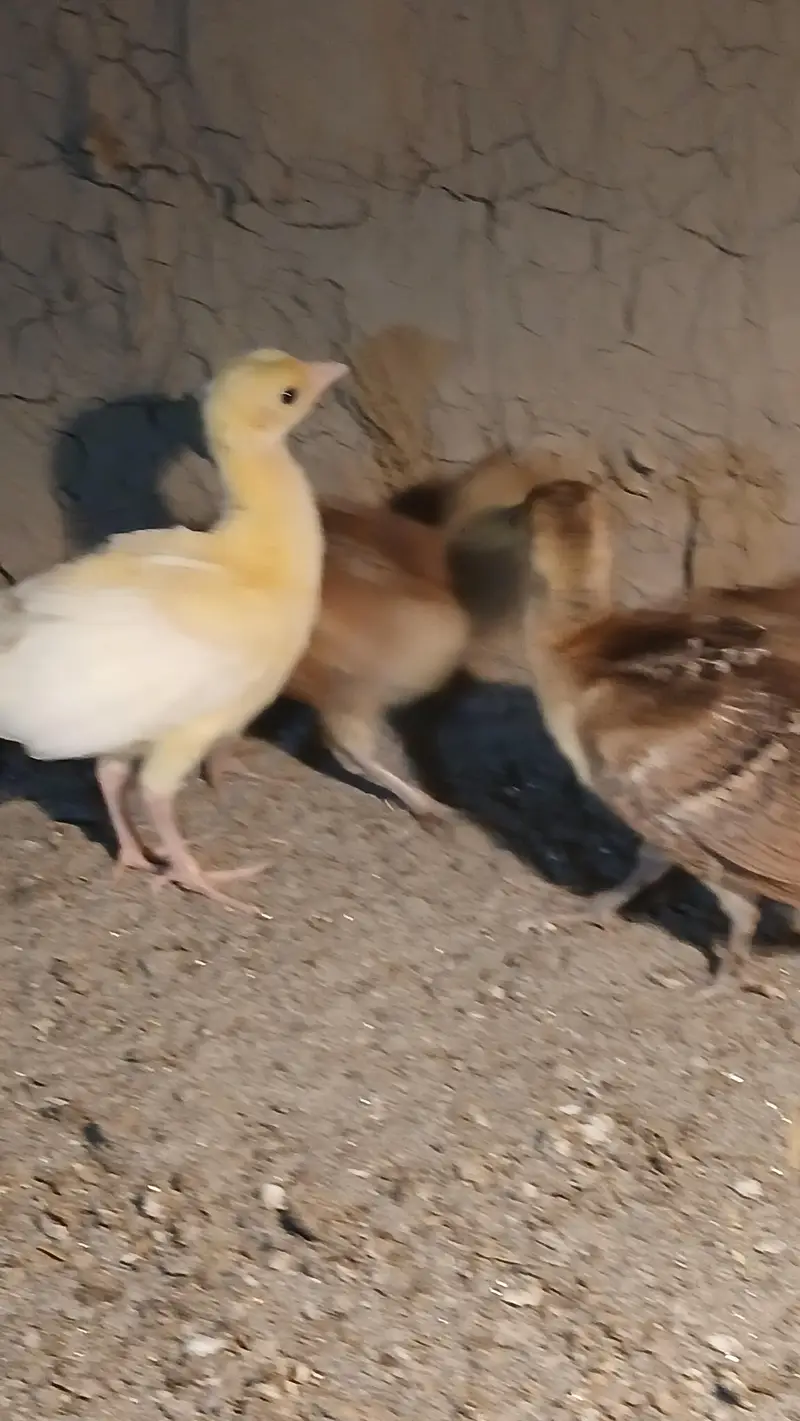 Black shoulder and blue shoulder peacocks Chicks active vaccinated — photo 9