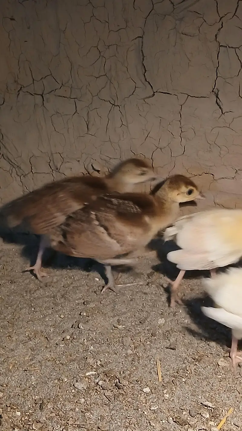 Black shoulder and blue shoulder peacocks Chicks active vaccinated — photo 11