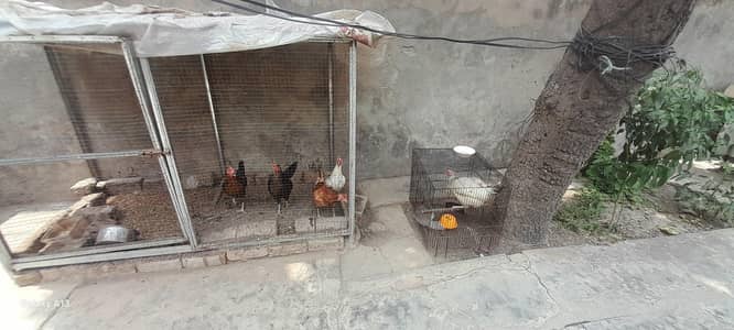 desi murghian