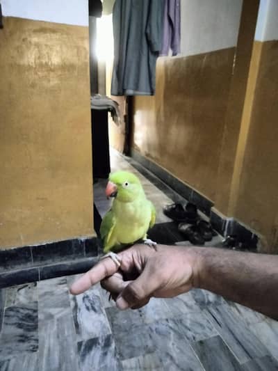 talking green parrot with Cage