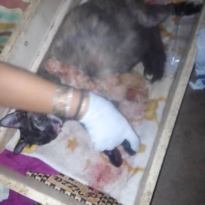 Billi ki jhall mojod hn lene wale rabta krn