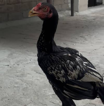 Aseel pair sale only 5k