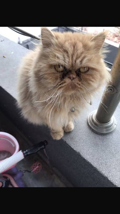 Persian punch face cat