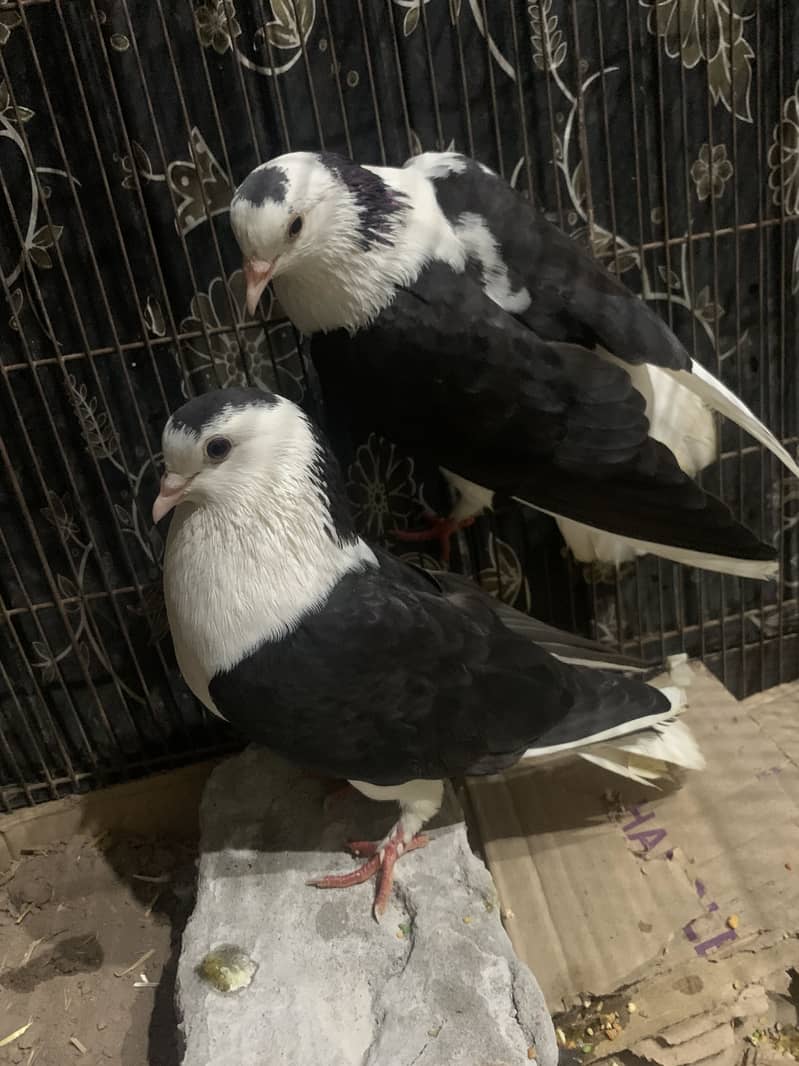 Pigeon pair 0