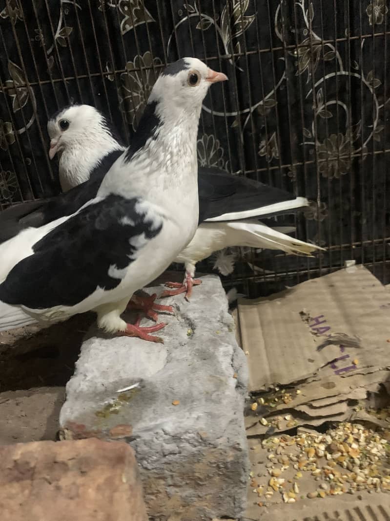 Pigeon pair 1