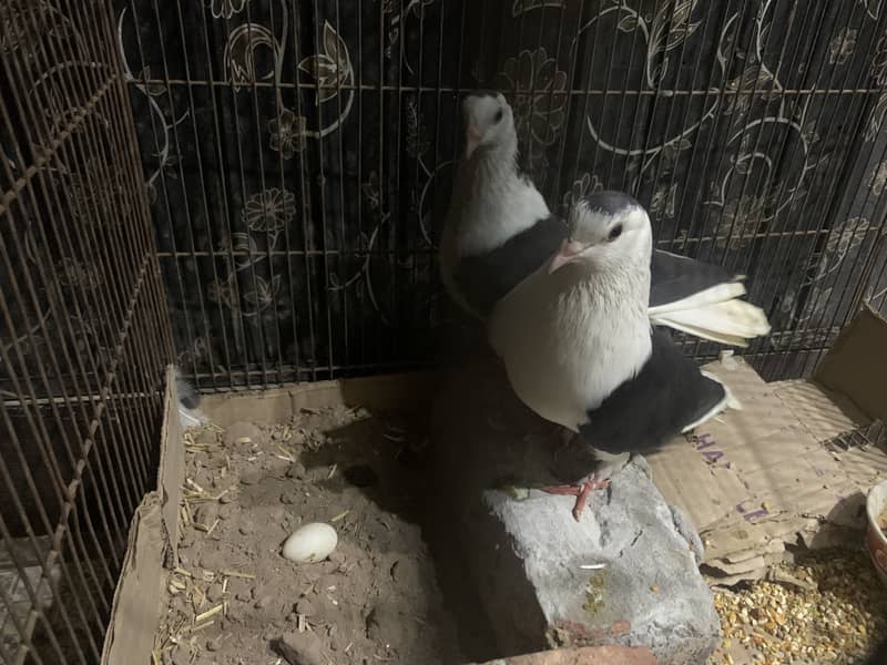 Pigeon pair 2