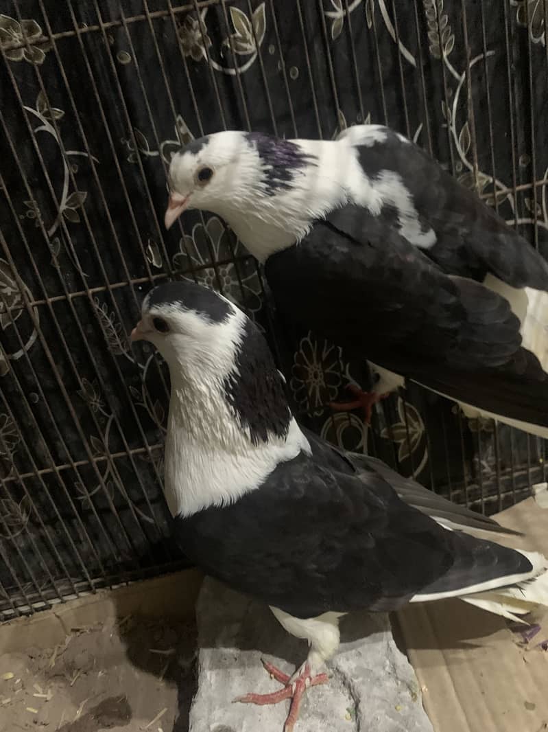 Pigeon pair 3