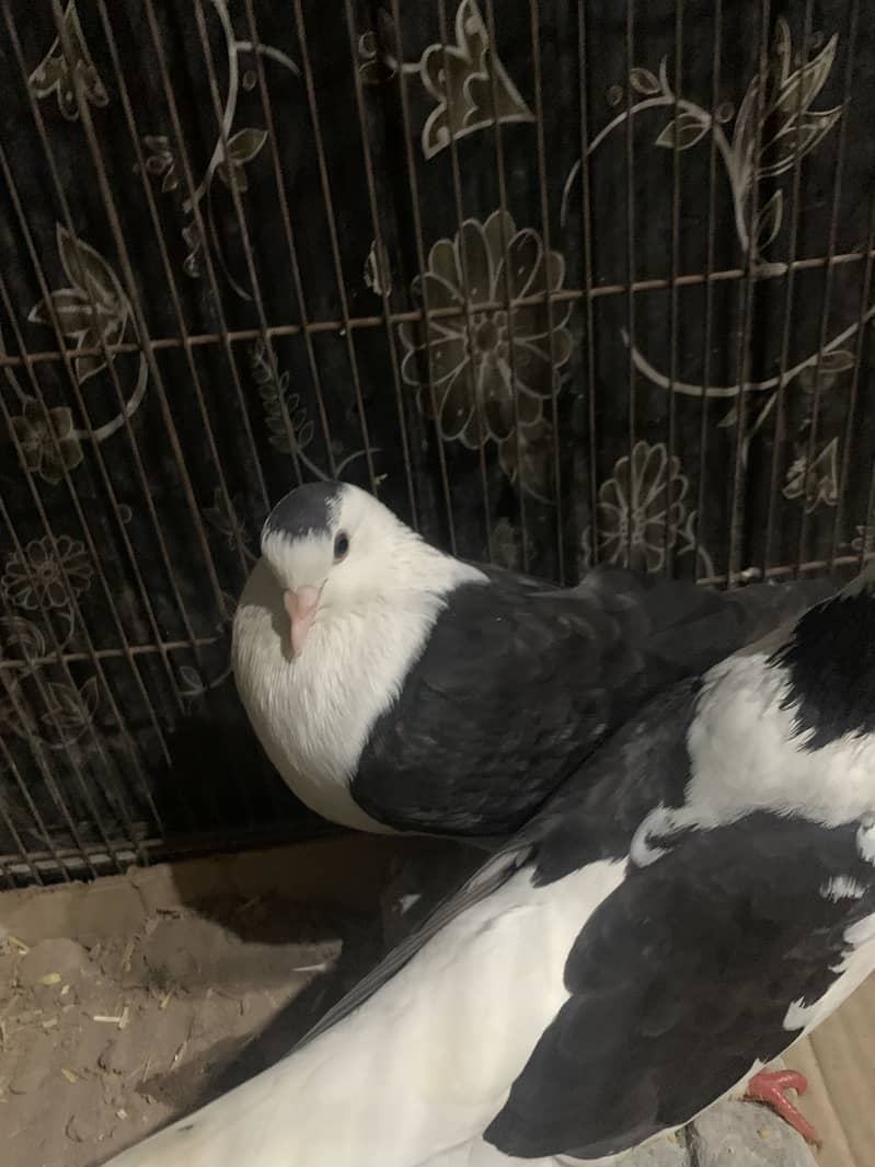 Pigeon pair 4