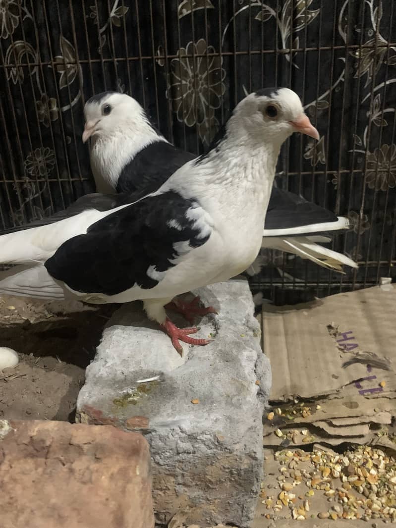 Pigeon pair 5