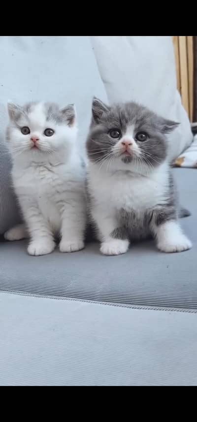 Quality Persian Punch face cat & kittens 03495425573 WhatsApp