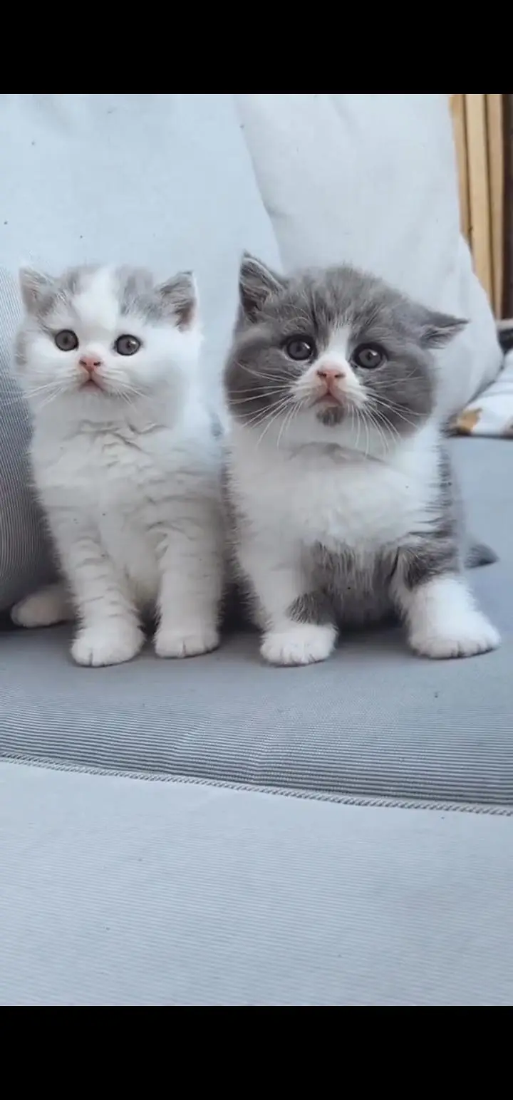 Quality Persian Punch face cat & kittens 03495425573 WhatsApp